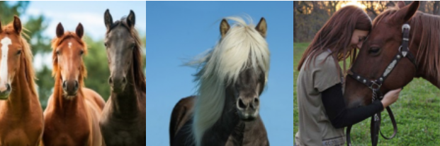 Equinos1