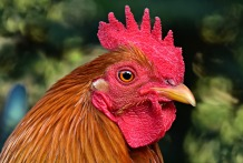 Gallo
