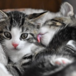 Gatos
