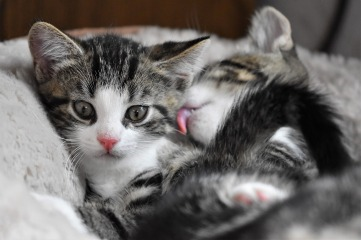 Gatos