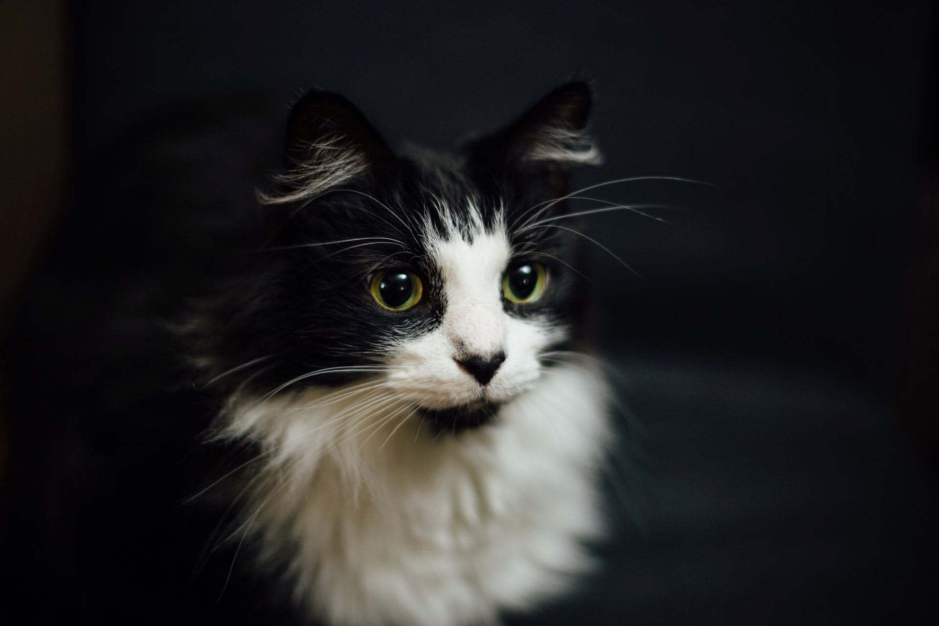 Gato Gato