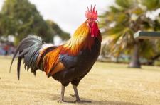 Gallo Gallo